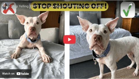 stop shouting off at your dog